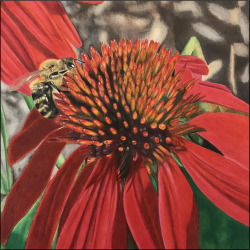 echinacea1