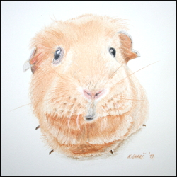 meerschweinchen1