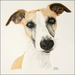 whippet1